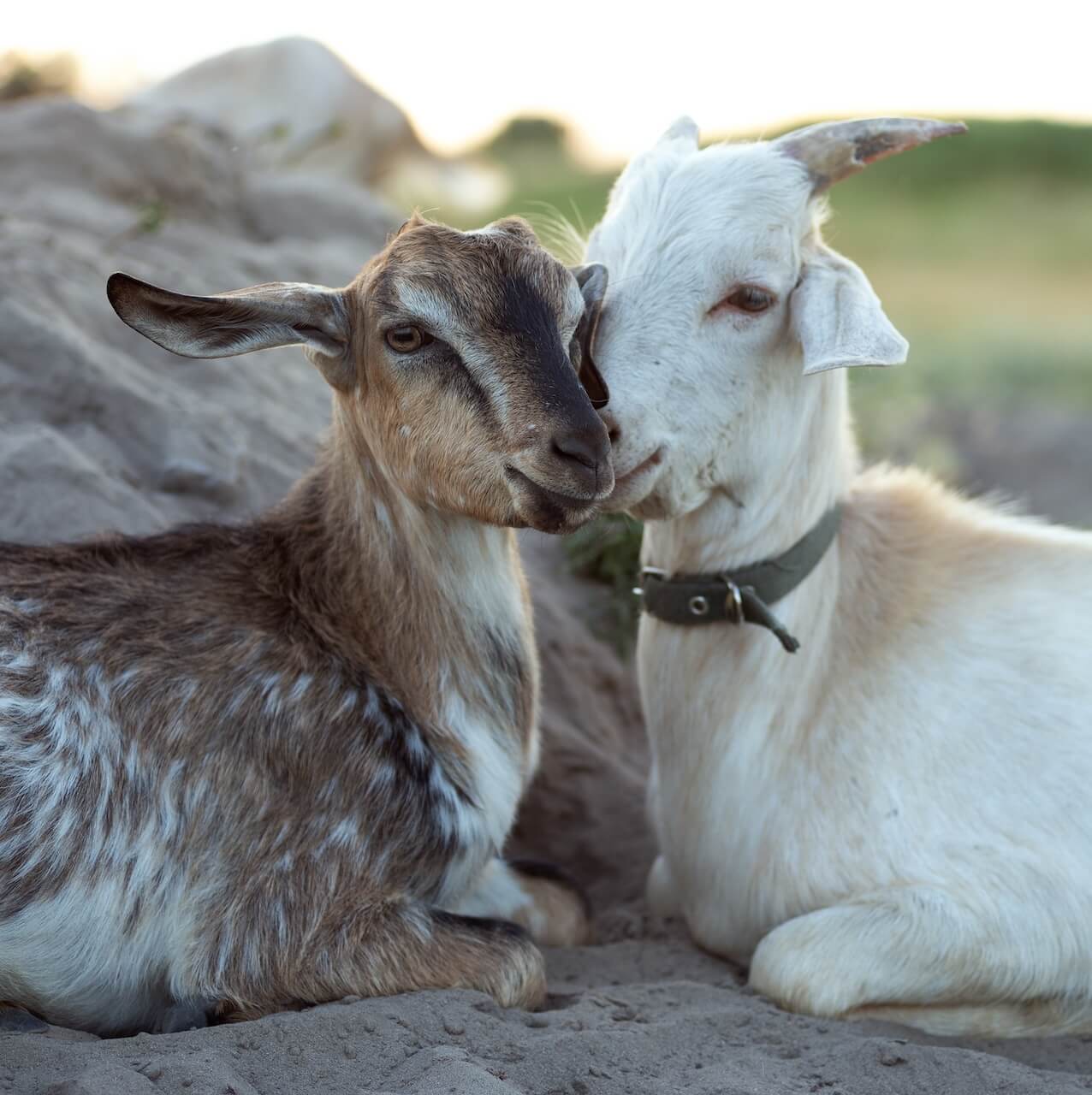 love your pet
