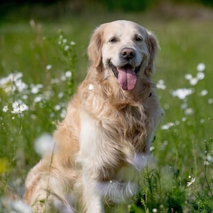 Dog Veterinarian in Half Moon Bay