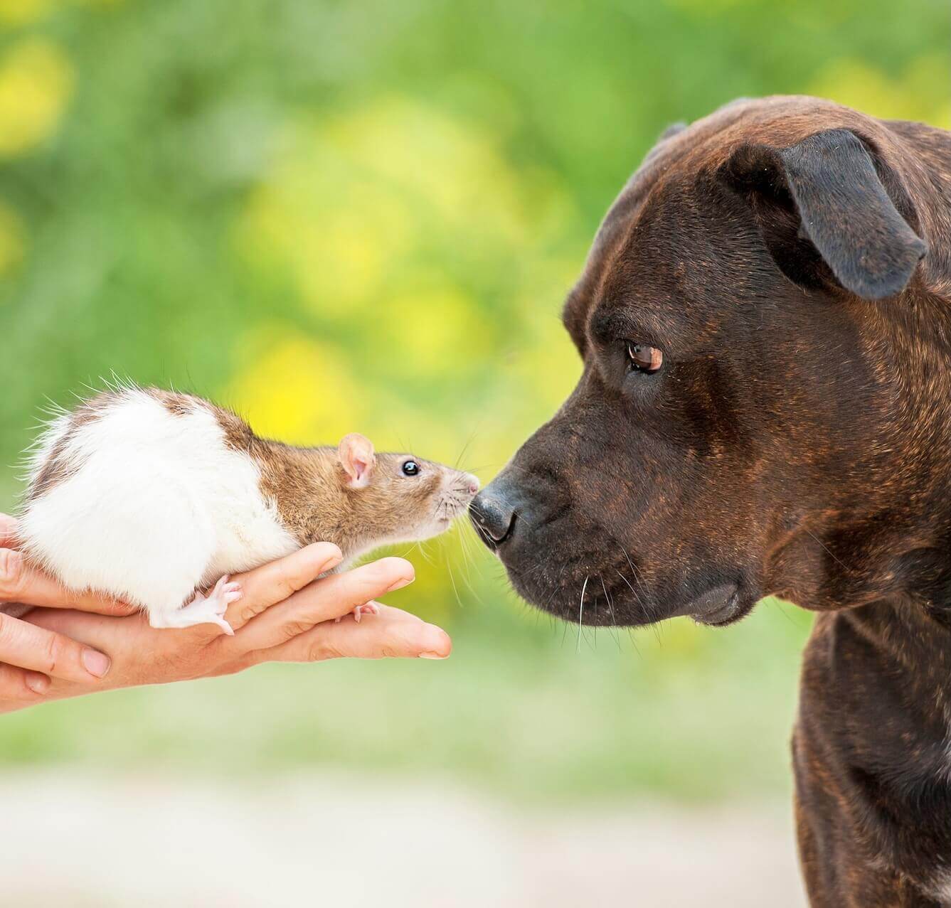 decor image on All Animal Mobile Veterinary Clinic